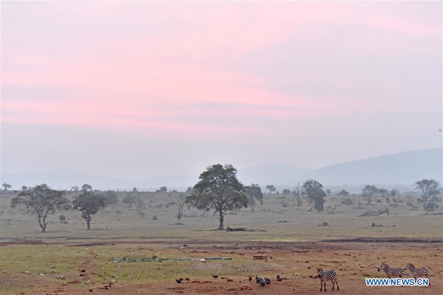 KENYA-VOI-ENVIRONMENT-MAMMALS-CENSUS-PROTECTION