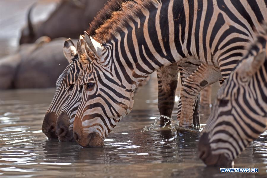 KENYA-VOI-ENVIRONMENT-MAMMALS-CENSUS-PROTECTION