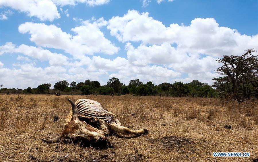 Photo taken on March 1, 2017, shows the carcass of a bull in Laikipia County, Kenya. The UN Food and Agriculture Organization (FAO) has warned that Kenya was facing a severe drought and with it a rise in food insecurity. Current estimates show over 2 million people are food insecure. 