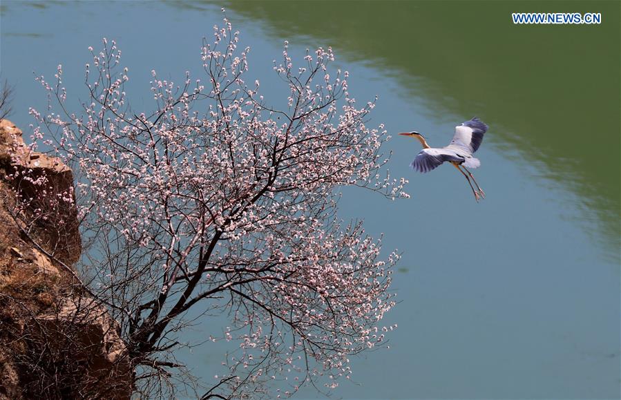 #CHINA-SHANXI-YUNCHENG-HERONS(CN)