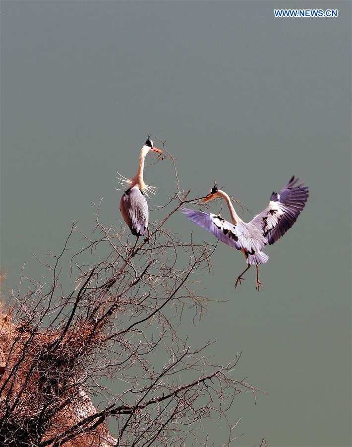 #CHINA-SHANXI-YUNCHENG-HERONS(CN)