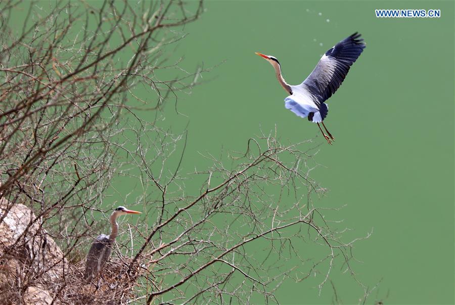 #CHINA-SHANXI-YUNCHENG-HERONS(CN)