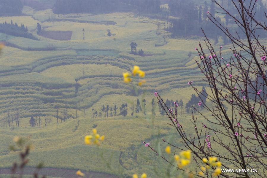 CHINA-YUNNAN-RAPE FLOWER BLOSSOMING (CN)