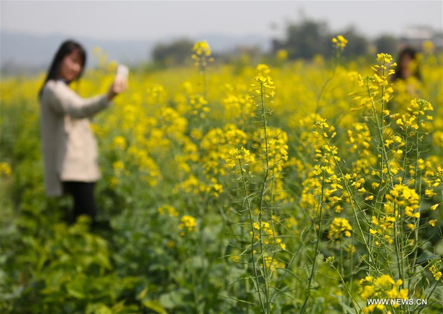 #CHINA-RAPE FLOWER-BLOSSOMING (CN)