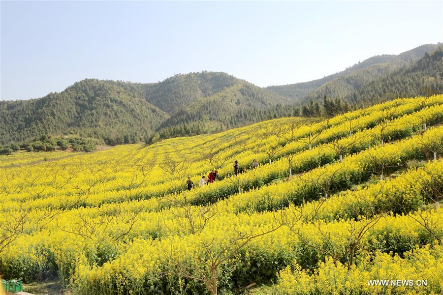#CHINA-RAPE FLOWER-BLOSSOMING (CN)