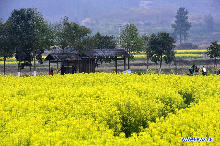 CHINA-JIANGXI-NANCHANG-COLE FLOWER(CN)