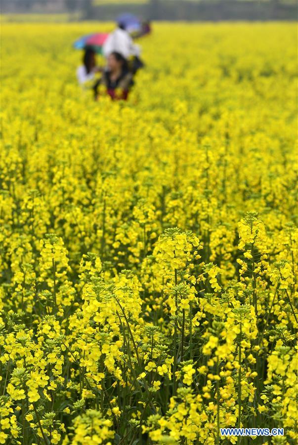 CHINA-JIANGXI-NANCHANG-COLE FLOWER(CN)