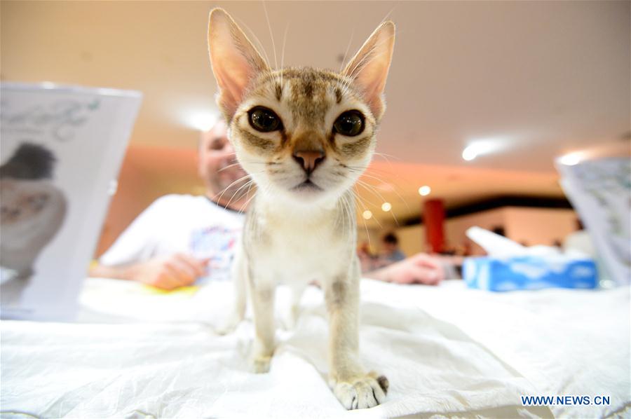 CROATIA-ZAGREB-INTERNATIONAL CAT SHOW