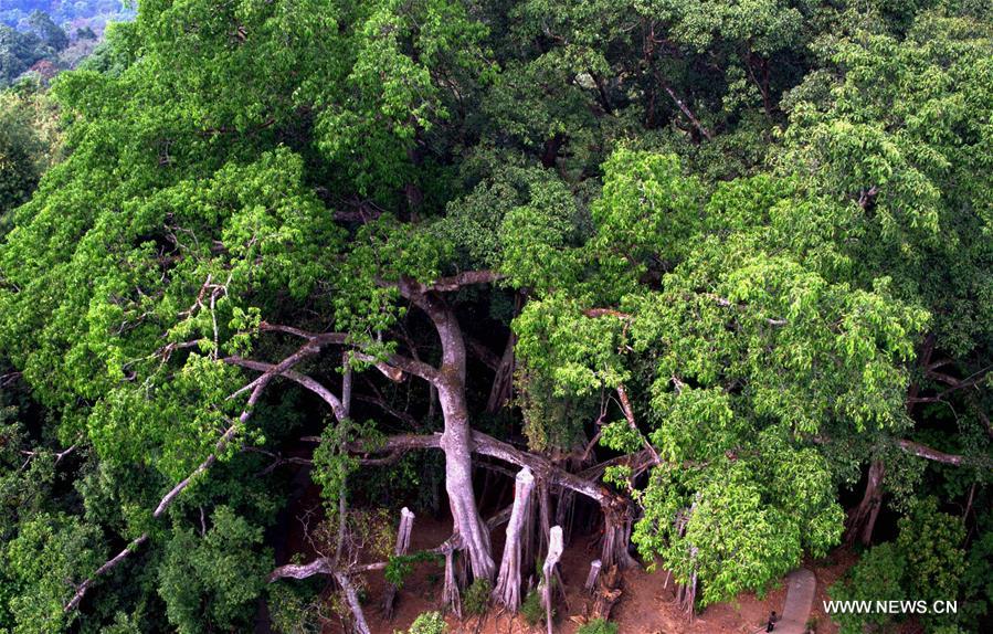 CHINA-YUNNAN-BANYAN TREE (CN)