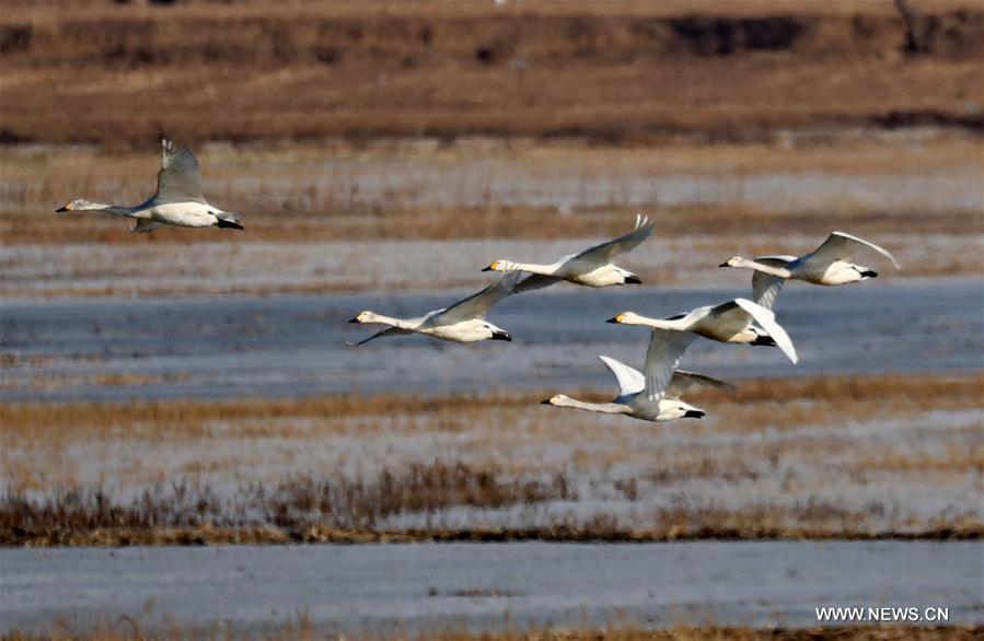 CHINA-HEBEI-WETLAND-SWANS (CN)