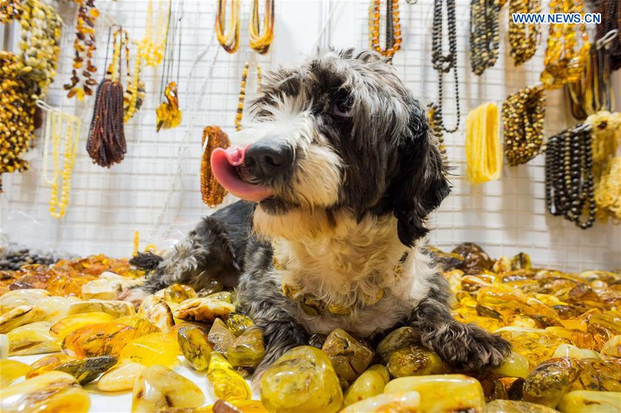 A dog with amber necklace is seen on the 'Amber Trip' exhibition in Vilnius, Lithuania, on March 8, 2017. A dog with amber necklace is seen on the 'Amber Trip' exhibition in Vilnius, Lithuania, on March 8, 2017.