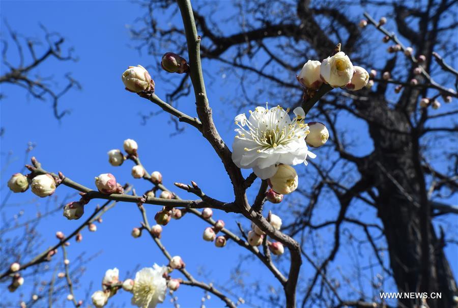 Plum blossoms are seen at the Beijing Ming Dynasty (1368-1644) City Wall Relics Park in Beijing, capital of China, March 9, 2017. (Xinhua/Luo Xiaoguang) 