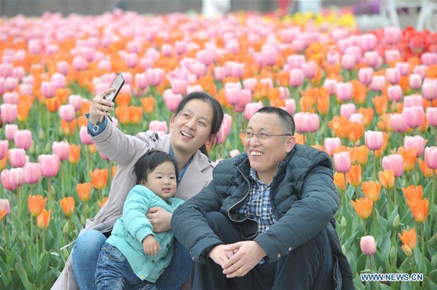 Tourists take selfies with the tulip blossoms at Hunan Forest Botanical Garden in Changsha City of central China's Hunan Province, March 11, 2017.