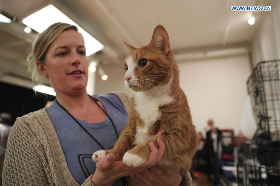 A staff member shows an adoptable cat during the Cat Camp in New York, the United States, on March 11, 2017.