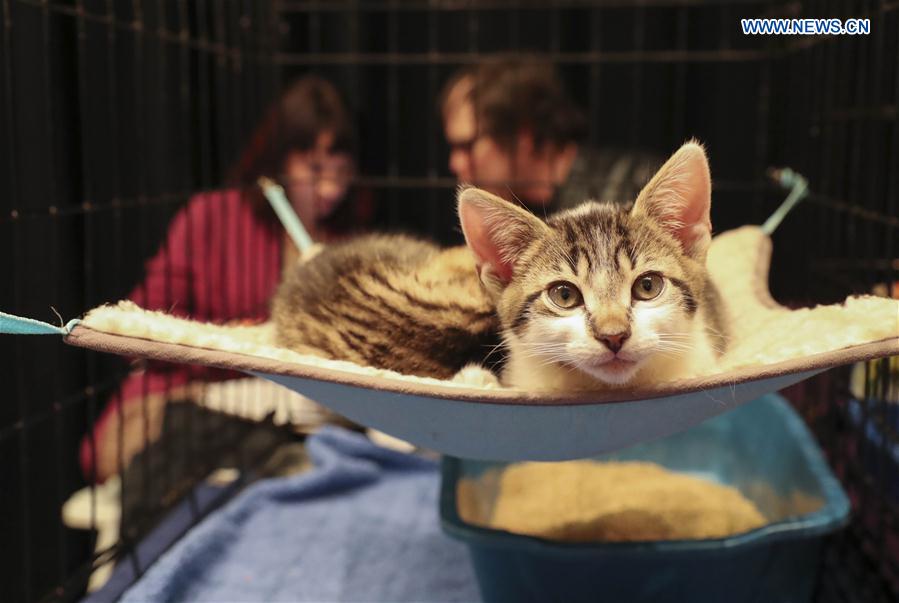 An adoptable cat is seen during the Cat Camp in New York, the United States, on March 11, 2017. 