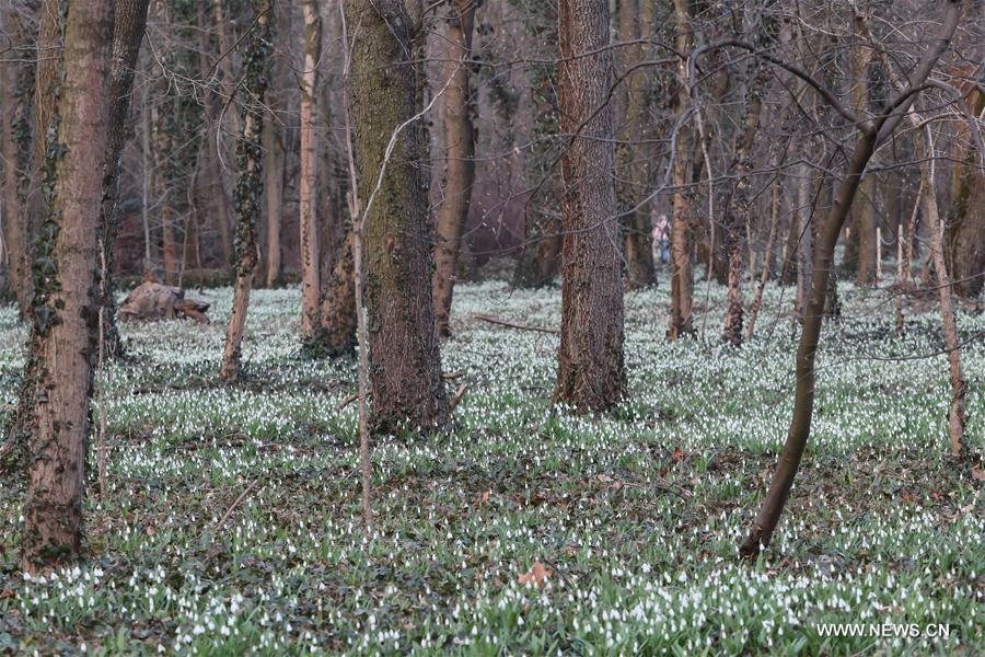 HUNGARY-ALCSUTDOBOZ-FLOWER-SNOWDROPS