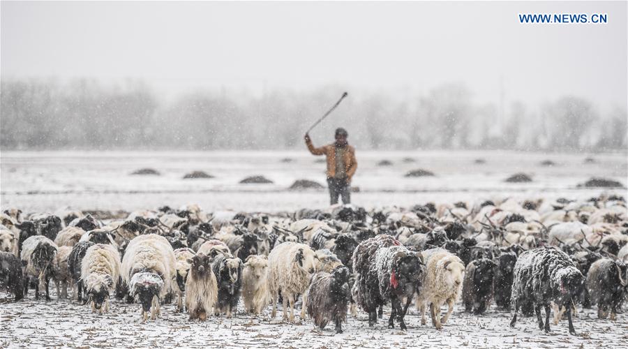 A shepherd herds sheep in Gyangze, southwest China's Tibet Autonomous Region, March 11, 2017. 