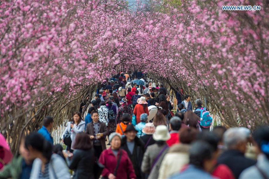 Tourists enjoy the cherry blossoms in Kunming, capital of southwest China's Yunnan Province, March 6, 2017. 
