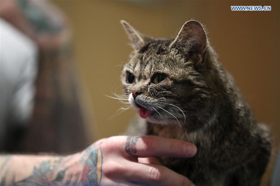 U.S. celebrity cat Lil Bub is seen during a presentation given by its owner Mike Bridavsky at the Cat Camp held in New York, the United States, March 11, 2017.