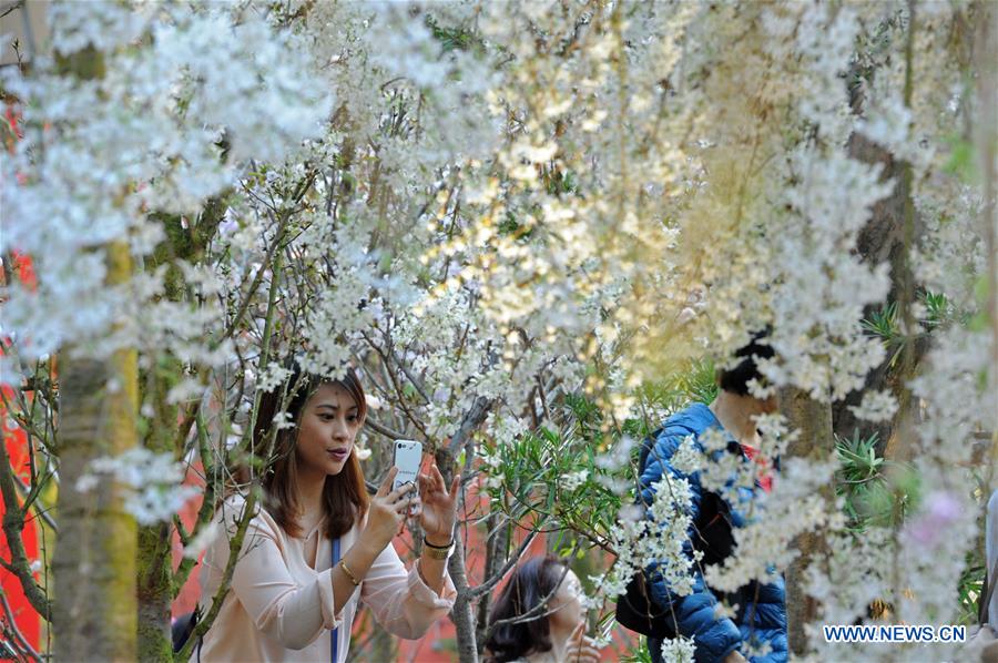 SINGAPORE-GARDENS BY THE BAY-FLOWER SHOW