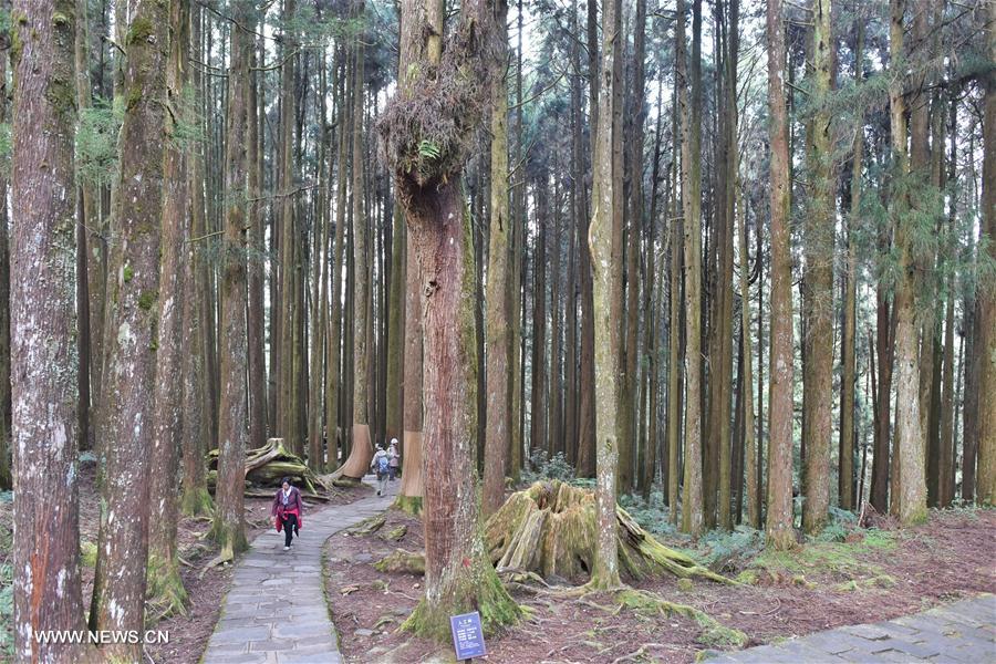 CHINA-CHIAYI-ALI MOUNTAINS-SCENERY (CN)