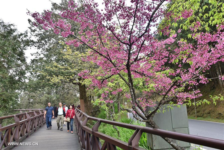 CHINA-CHIAYI-ALI MOUNTAINS-SCENERY (CN)
