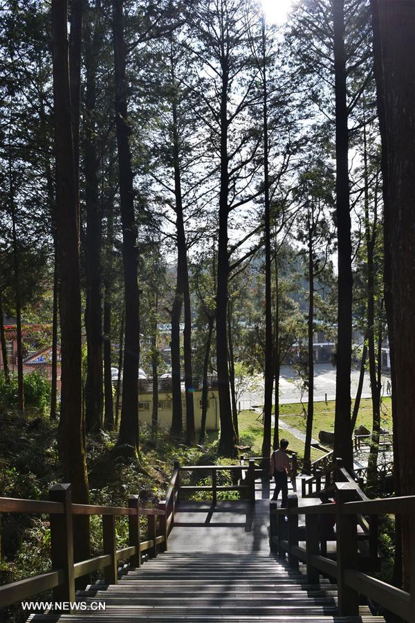 CHINA-CHIAYI-ALI MOUNTAINS-SCENERY (CN)