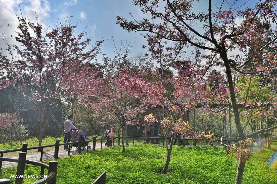 CHINA-CHIAYI-ALI MOUNTAINS-SCENERY (CN)