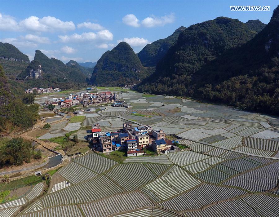 Aerial photo taken on March 13, 2017 shows fields covered with films at Bantuan Village of Luocheng County, south China's Guangxi Zhuang Autonomous Region. 