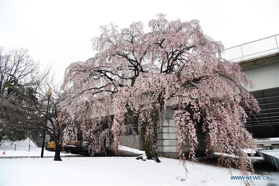 U.S.-WASHINGTON D.C.-STORM-STELLA