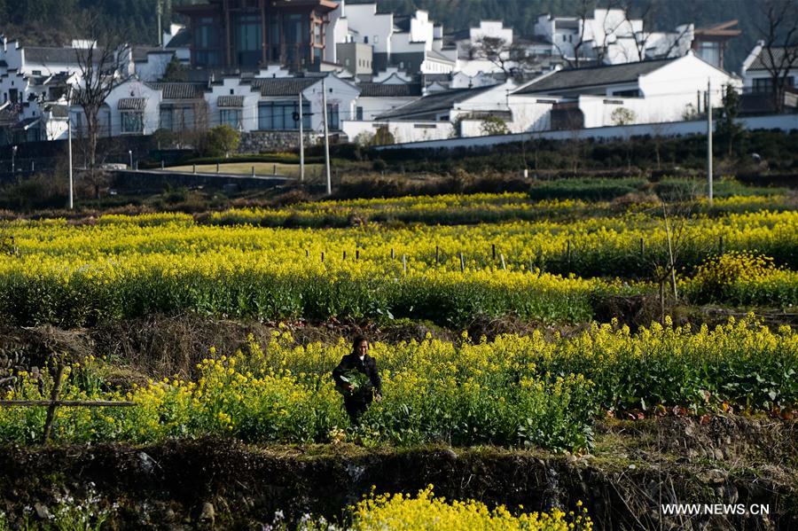 A villager works at a cole flower field in Yixian County of Huangshan City, east China's Anhui Province, March 15, 2017.