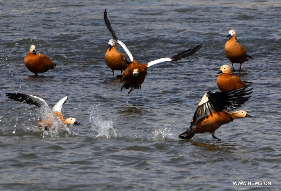 Aquatic birds rest on the Songhua River in Jilin City, northeast China's Jilin Province, March 15, 2017.