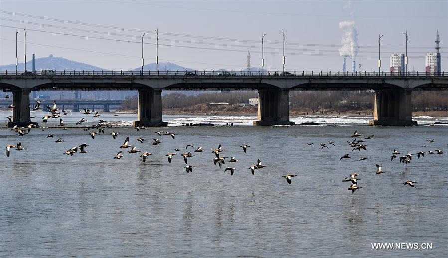 Aquatic birds rest on the Songhua River in Jilin City, northeast China's Jilin Province, March 15, 2017.