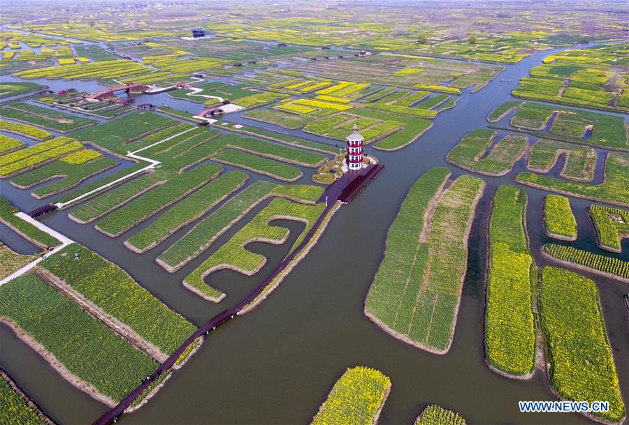 #CHINA-JIANGSU-COLE FLOWER-SCENERY(CN)