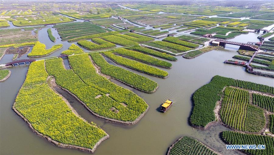 #CHINA-JIANGSU-COLE FLOWER-SCENERY(CN)