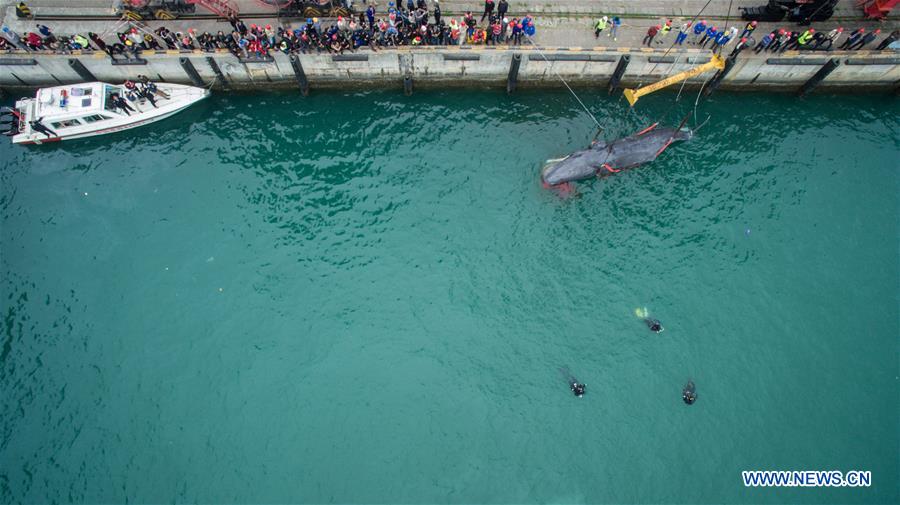 CHINA-GUANGDONG-SPERM WHALE-DEATH (CN)