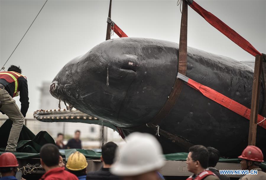 CHINA-GUANGDONG-SPERM WHALE-DEATH (CN)