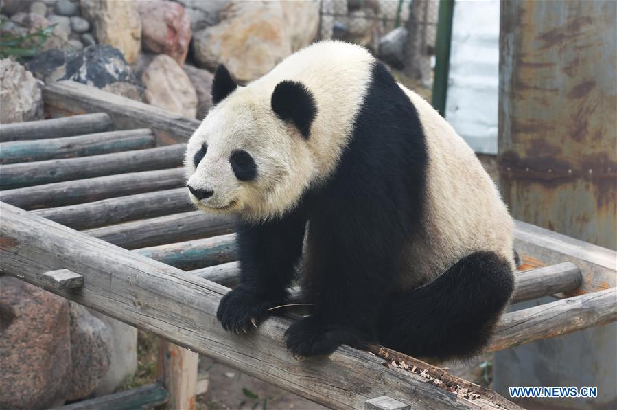 Giant panda Shu Lan rests at Lanzhou Zoo in Lanzhou, capital of northwest China's Gansu Province, March 16, 2017. The 23-year-old giant panda will leave Lanzhou on Thursday to return to its hometown in southwest China's Sichuan Province due to health concerns. The Lanzhou zoo held a farewell party for Shu Lan on Thursday morning. Many locals came to say goodbye. Experts said Shu Lan is in normal health, but concluded that she has shown some symptoms of aging, such as weight loss. Her age is equivalent to about 70 human years. Therefore, experts suggested sending Shu Lan to a conservation and research center for Giant Panda in Sichuan to help her maintain her health. (Xinhua/Fan Peishen)