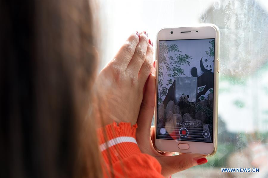 A visitor takes photos of giant panda Shu Lan at Lanzhou Zoo in Lanzhou, capital of northwest China's Gansu Province, March 16, 2017. The 23-year-old giant panda will leave Lanzhou on Thursday to return to its hometown in southwest China's Sichuan Province due to health concerns. The Lanzhou zoo held a farewell party for Shu Lan on Thursday morning. Many locals came to say goodbye. Experts said Shu Lan is in normal health, but concluded that she has shown some symptoms of aging, such as weight loss. Her age is equivalent to about 70 human years. Therefore, experts suggested sending Shu Lan to a conservation and research center for Giant Panda in Sichuan to help her maintain her health. (Xinhua/Fan Peishen) A visitor takes photos of giant panda Shu Lan at Lanzhou Zoo in Lanzhou, capital of northwest China's Gansu Province, March 16, 2017. The 23-year-old giant panda will leave Lanzhou on Thursday to return to its hometown in southwest China's Sichuan Province due to health concerns. The Lanzhou zoo held a farewell party for Shu Lan on Thursday morning. Many locals came to say goodbye. Experts said Shu Lan is in normal health, but concluded that she has shown some symptoms of aging, such as weight loss. Her age is equivalent to about 70 human years. Therefore, experts suggested sending Shu Lan to a conservation and research center for Giant Panda in Sichuan to help her maintain her health. (Xinhua/Fan Peishen)