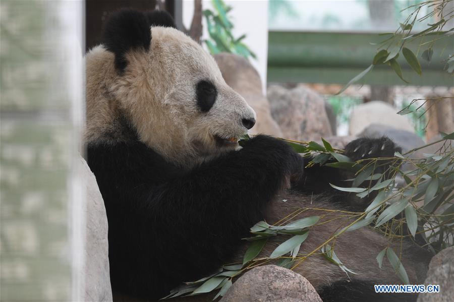 Giant panda Shu Lan eats bamboo at Lanzhou Zoo in Lanzhou, capital of northwest China's Gansu Province, March 16, 2017. The 23-year-old giant panda will leave Lanzhou on Thursday to return to its hometown in southwest China's Sichuan Province due to health concerns. The Lanzhou zoo held a farewell party for Shu Lan on Thursday morning. Many locals came to say goodbye. Experts said Shu Lan is in normal health, but concluded that she has shown some symptoms of aging, such as weight loss. Her age is equivalent to about 70 human years. Therefore, experts suggested sending Shu Lan to a conservation and research center for Giant Panda in Sichuan to help her maintain her health. (Xinhua/Fan Peishen)