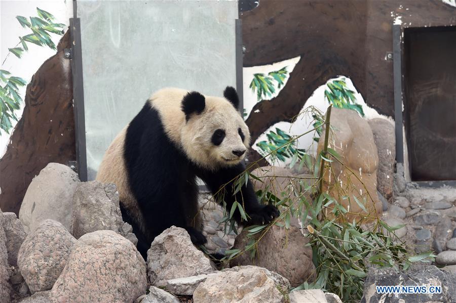 Giant panda Shu Lan plays at Lanzhou Zoo in Lanzhou, capital of northwest China's Gansu Province, March 16, 2017. The 23-year-old giant panda will leave Lanzhou on Thursday to return to its hometown in southwest China's Sichuan Province due to health concerns. The Lanzhou zoo held a farewell party for Shu Lan on Thursday morning. Many locals came to say goodbye. Experts said Shu Lan is in normal health, but concluded that she has shown some symptoms of aging, such as weight loss. Her age is equivalent to about 70 human years. Therefore, experts suggested sending Shu Lan to a conservation and research center for Giant Panda in Sichuan to help her maintain her health. (Xinhua/Fan Peishen) Giant panda Shu Lan plays at Lanzhou Zoo in Lanzhou, capital of northwest China's Gansu Province, March 16, 2017. The 23-year-old giant panda will leave Lanzhou on Thursday to return to its hometown in southwest China's Sichuan Province due to health concerns. The Lanzhou zoo held a farewell party for Shu Lan on Thursday morning. Many locals came to say goodbye. Experts said Shu Lan is in normal health, but concluded that she has shown some symptoms of aging, such as weight loss. Her age is equivalent to about 70 human years. Therefore, experts suggested sending Shu Lan to a conservation and research center for Giant Panda in Sichuan to help her maintain her health. (Xinhua/Fan Peishen)