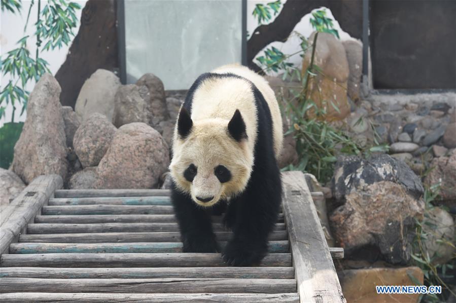 Giant panda Shu Lan plays at Lanzhou Zoo in Lanzhou, capital of northwest China's Gansu Province, March 16, 2017. The 23-year-old giant panda will leave Lanzhou on Thursday to return to its hometown in southwest China's Sichuan Province due to health concerns. The Lanzhou zoo held a farewell party for Shu Lan on Thursday morning. Many locals came to say goodbye. Experts said Shu Lan is in normal health, but concluded that she has shown some symptoms of aging, such as weight loss. Her age is equivalent to about 70 human years. Therefore, experts suggested sending Shu Lan to a conservation and research center for Giant Panda in Sichuan to help her maintain her health. (Xinhua/Fan Peishen) Giant panda Shu Lan plays at Lanzhou Zoo in Lanzhou, capital of northwest China's Gansu Province, March 16, 2017. The 23-year-old giant panda will leave Lanzhou on Thursday to return to its hometown in southwest China's Sichuan Province due to health concerns. The Lanzhou zoo held a farewell party for Shu Lan on Thursday morning. Many locals came to say goodbye. Experts said Shu Lan is in normal health, but concluded that she has shown some symptoms of aging, such as weight loss. Her age is equivalent to about 70 human years. Therefore, experts suggested sending Shu Lan to a conservation and research center for Giant Panda in Sichuan to help her maintain her health. (Xinhua/Fan Peishen)