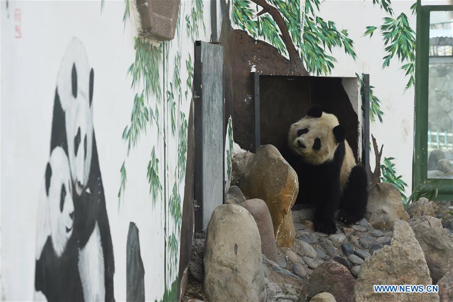 Giant panda Shu Lan is seen at Lanzhou Zoo in Lanzhou, capital of northwest China's Gansu Province, March 16, 2017. The 23-year-old giant panda will leave Lanzhou on Thursday to return to its hometown in southwest China's Sichuan Province due to health concerns. The Lanzhou zoo held a farewell party for Shu Lan on Thursday morning. Many locals came to say goodbye. Experts said Shu Lan is in normal health, but concluded that she has shown some symptoms of aging, such as weight loss. Her age is equivalent to about 70 human years. Therefore, experts suggested sending Shu Lan to a conservation and research center for Giant Panda in Sichuan to help her maintain her health. (Xinhua/Fan Peishen)