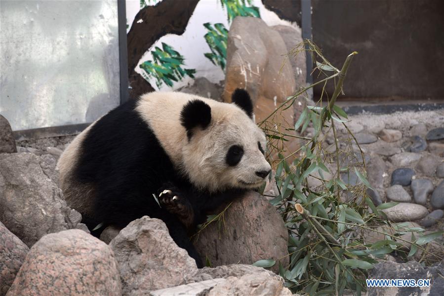 Giant panda Shu Lan rests at Lanzhou Zoo in Lanzhou, capital of northwest China's Gansu Province, March 16, 2017. The 23-year-old giant panda will leave Lanzhou on Thursday to return to its hometown in southwest China's Sichuan Province due to health concerns. The Lanzhou zoo held a farewell party for Shu Lan on Thursday morning. Many locals came to say goodbye. Experts said Shu Lan is in normal health, but concluded that she has shown some symptoms of aging, such as weight loss. Her age is equivalent to about 70 human years. Therefore, experts suggested sending Shu Lan to a conservation and research center for Giant Panda in Sichuan to help her maintain her health. (Xinhua/Fan Peishen) Giant panda Shu Lan rests at Lanzhou Zoo in Lanzhou, capital of northwest China's Gansu Province, March 16, 2017. The 23-year-old giant panda will leave Lanzhou on Thursday to return to its hometown in southwest China's Sichuan Province due to health concerns. The Lanzhou zoo held a farewell party for Shu Lan on Thursday morning. Many locals came to say goodbye. Experts said Shu Lan is in normal health, but concluded that she has shown some symptoms of aging, such as weight loss. Her age is equivalent to about 70 human years. Therefore, experts suggested sending Shu Lan to a conservation and research center for Giant Panda in Sichuan to help her maintain her health. (Xinhua/Fan Peishen)
