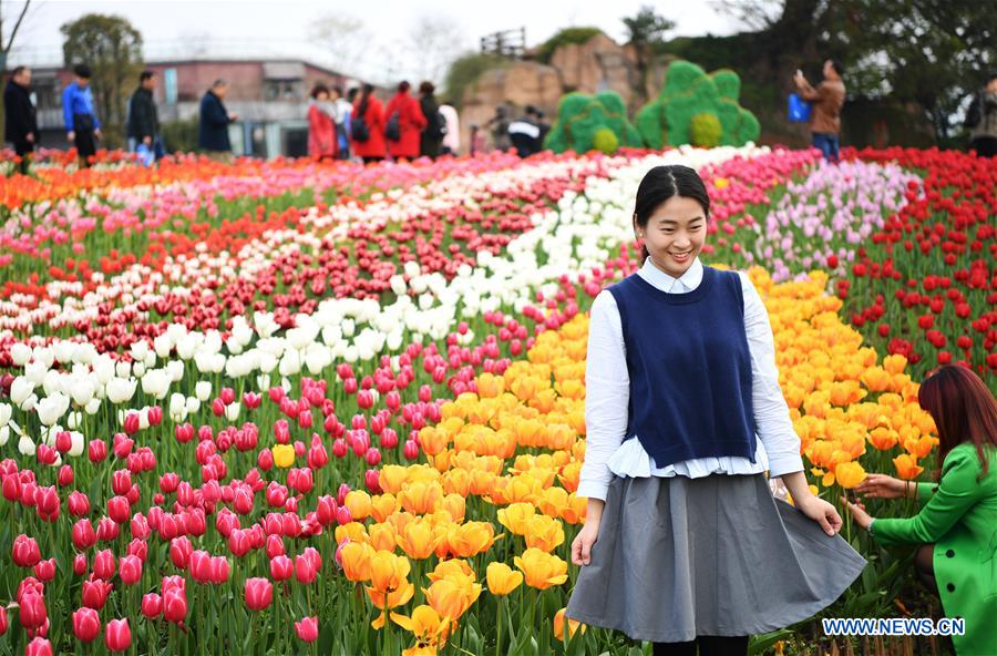 A woman poses for a photo in front of blooming tulips at Changshouhu scenic spot in Chongqing, southwest China, March 16, 2017. (Xinhua/Wang Quanchao)