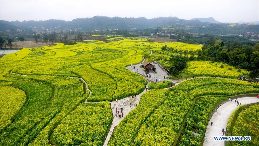 Photo taken on March 16, 2017 shows cole flowers at Linfeng Township in Changshou District of Chongqing, southwest China. (Xinhua/Li Renzi)