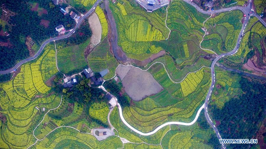 Aerial photo taken on March 16, 2017 shows cole flowers at Linfeng Township in Changshou District of Chongqing, southwest China. (Xinhua/Li Renzi)