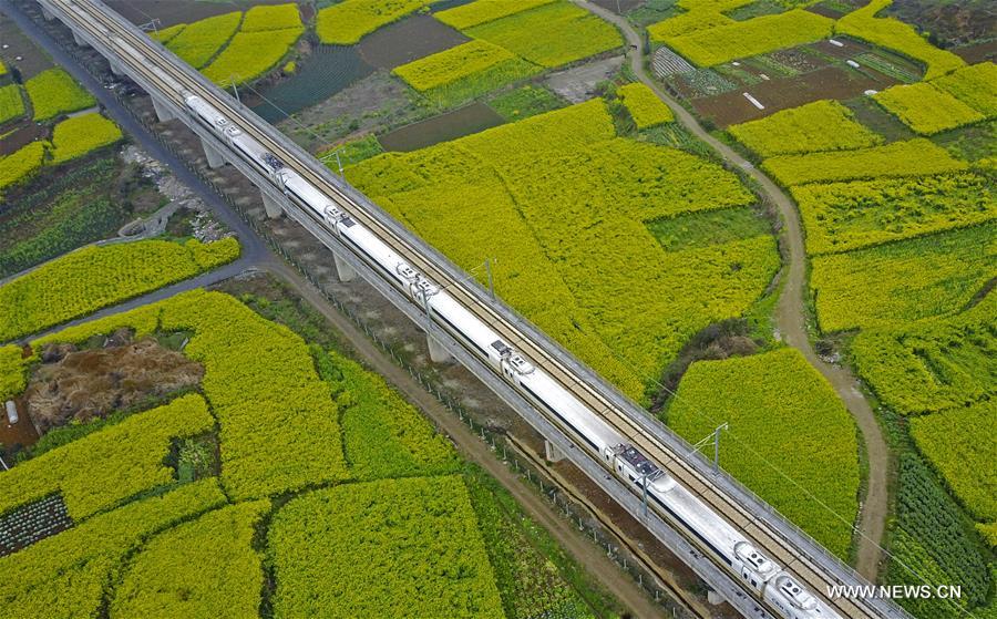 A high-speed train runs along the cole flowers at Anshun segment of Shanghai-Kunming high-speed railway in Anshun, southwest China's Guizhou Province, March 16, 2017. (Xinhua/Lu Wei) 