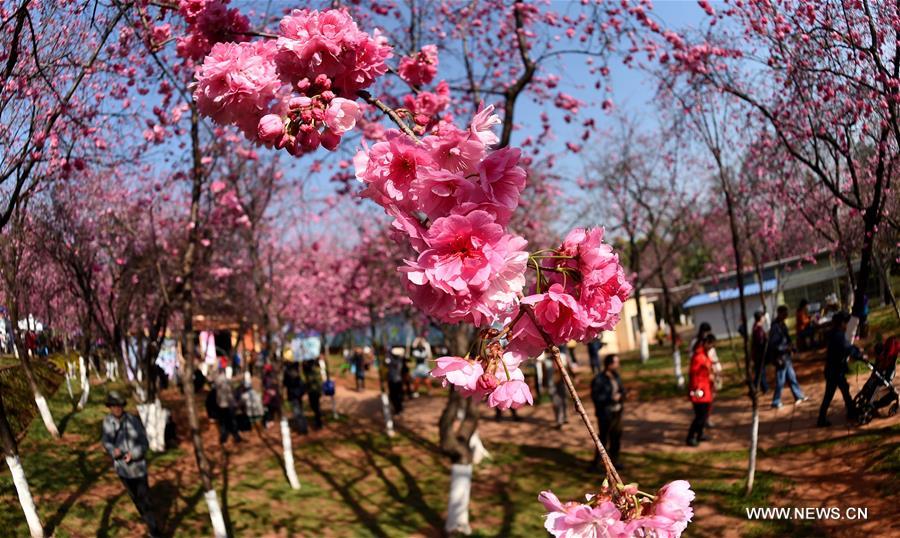 Visitors view the cherry blossoms at a park in Kunming, capital of southwest China's Yunnan Province, March 16, 2017. (Xinhua/Lin Yiguang)
