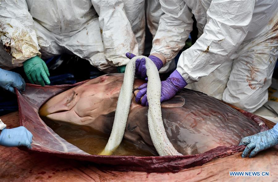 Experts and staff members examine the whale fetus of a died sperm whale in Huizhou, south China's Guangdong Province, March 16, 2017. Experts found a fetus from the died sperm whale during anatomy. The stranded sperm whale died on Wednesday. (Xinhua/Mao Siqian) 